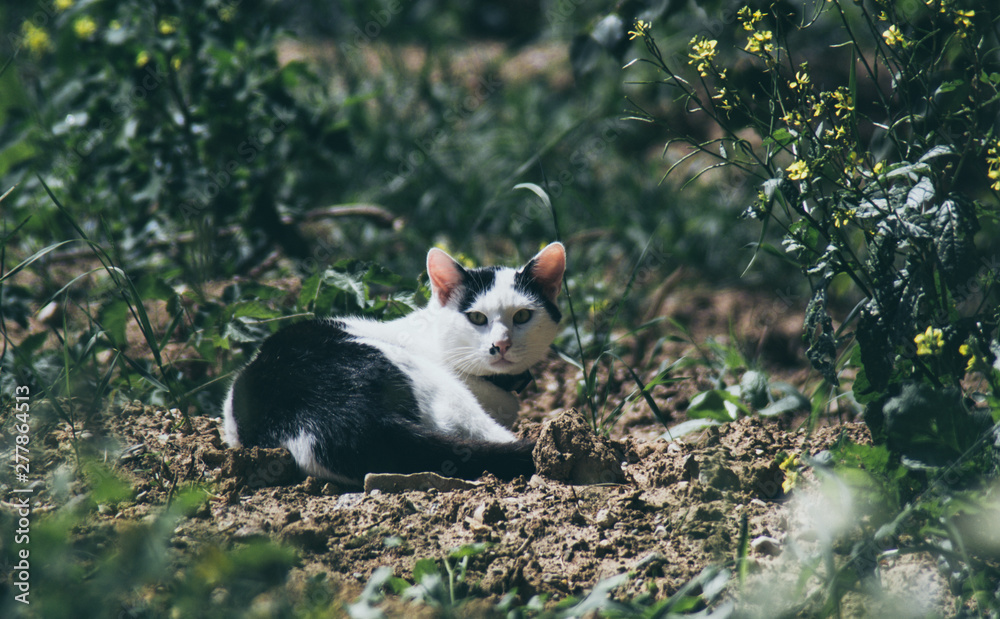 Cat laying on the ground behind the house in garden Cat laying on the ground behind the house in garden