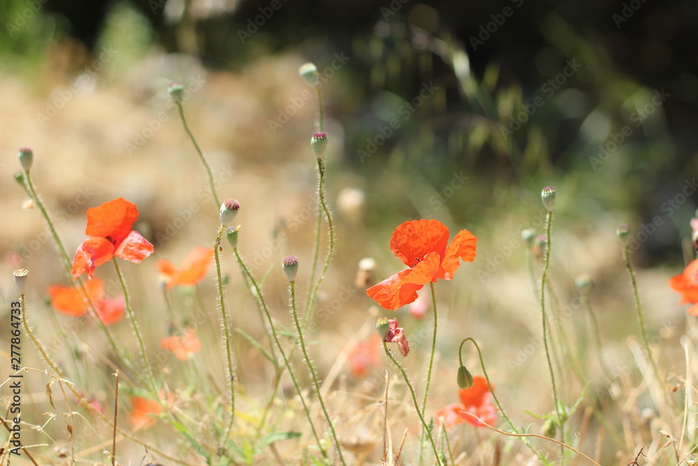 Fototapeta premium Red poppies among the dry herbs, selective fokus.