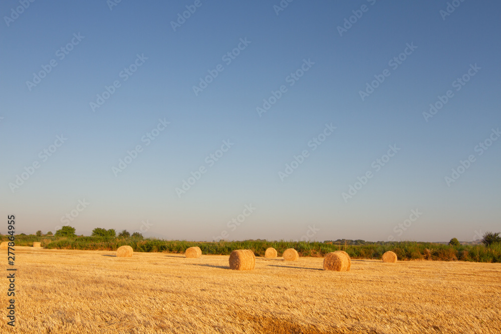 bales of straw in wheat field
