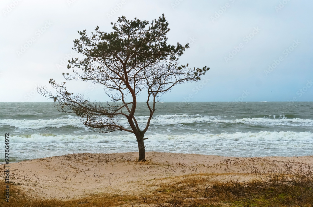 Inclement weather off the coast of the Baltic sea. Lonely tree on the seashore. Inclement weather off the coast of the Baltic sea. Lonely tree on the seashore.