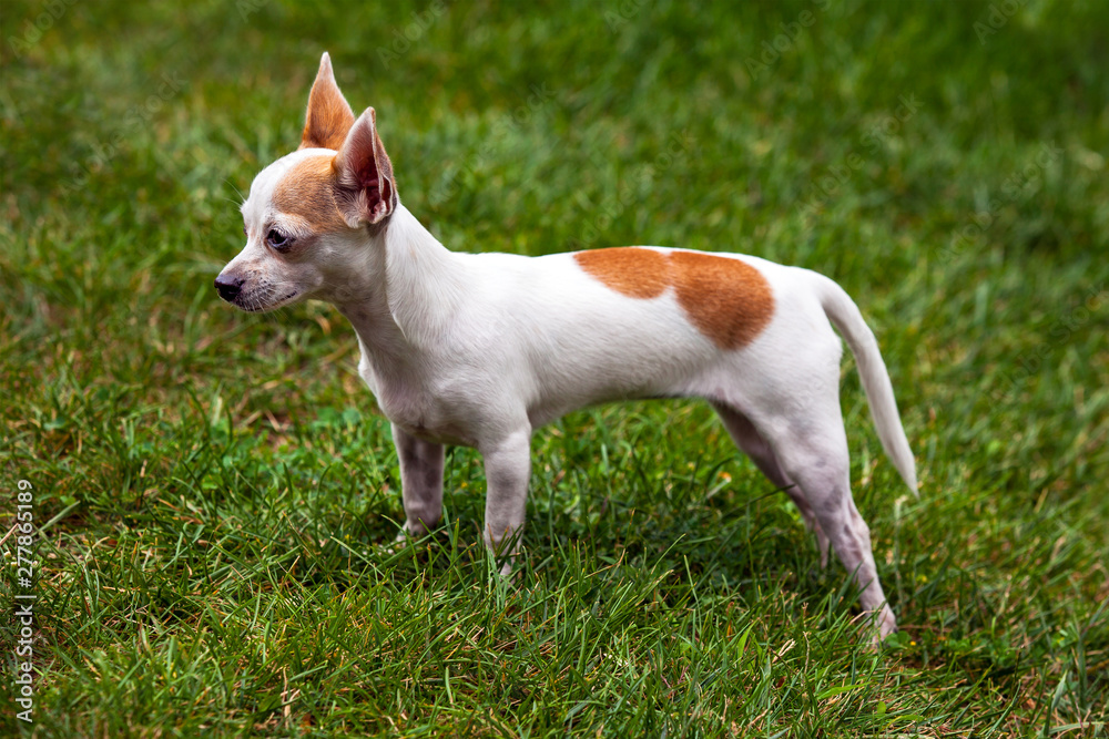 Chihuahua standing on grass
