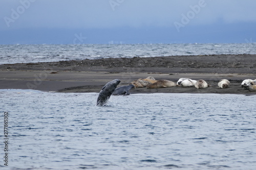 jumping seal Iceland © shay