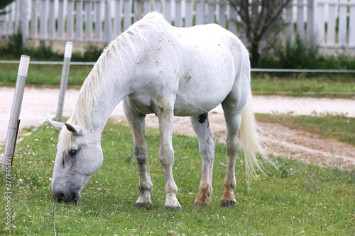Grey colored lipizzaner horse eats grass on a green rural ranch