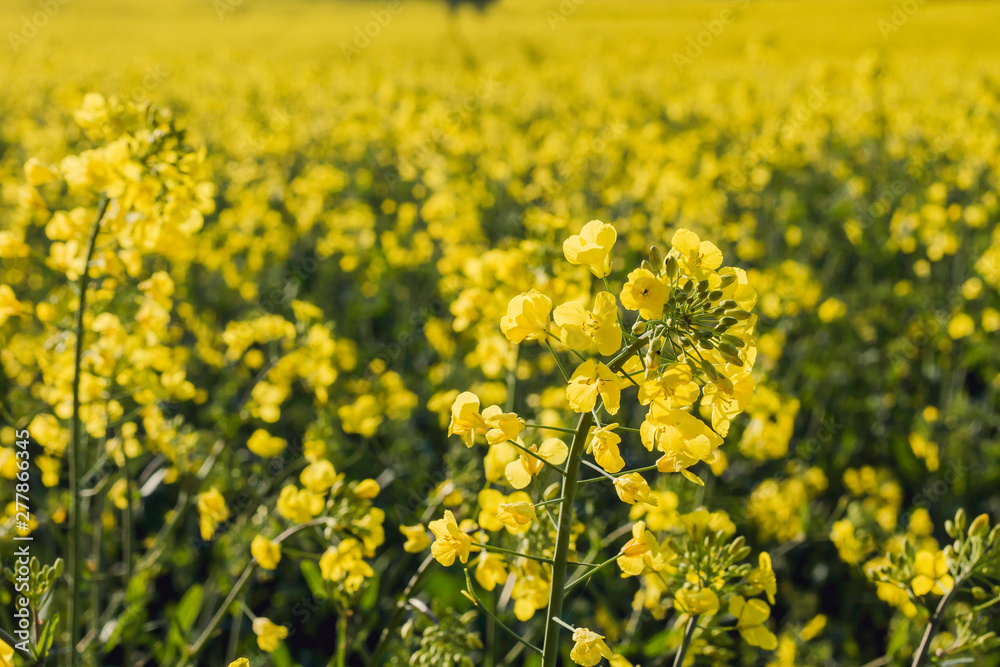 Rapeseed plantation with yellow flowers