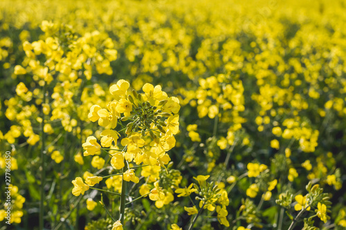 Rapeseed yellow flowers close up