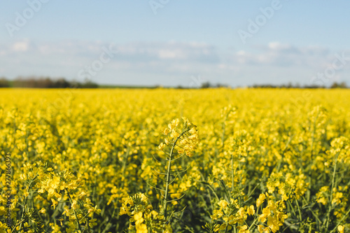 Yellow fields in rapeseed plantation with spring flowers © Azahara MarcosDeLeon