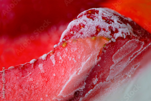 juicy strawberries of red color  covered with hoarfrost. close-up