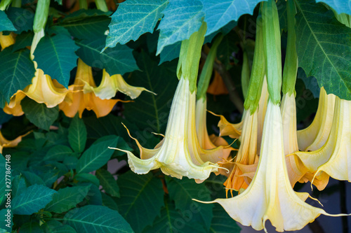 Datura flower. (brugmansia swingtime) Dope flowers hanging from a branch.