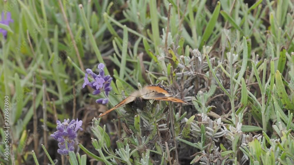 Small tortoiseshell butterfly (Aglais urticae) on lavender Small tortoiseshell butterfly (Aglais urticae) on lavender