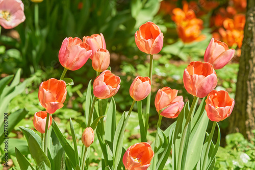 Colorful holiday or birthday background with tulip flowerbed of red color 