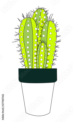 pot cactus plants illustration  photo