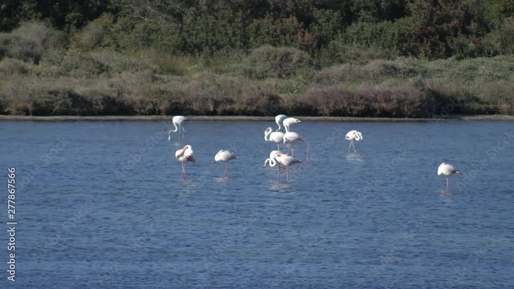 SLOW MOTION A flock of pink flamingos standing in a pond SLOW MOTION A flock of pink flamingos standing in a pond