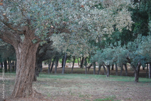Olive Trees in Park, Valencia, Spain