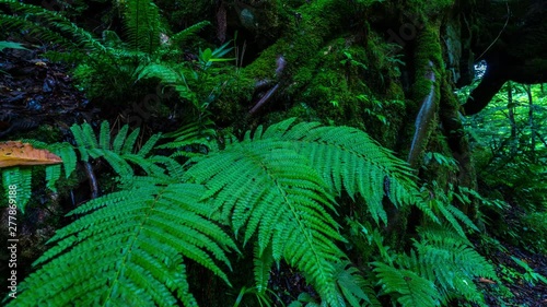 原生林のイメージのモーションタイムラプス