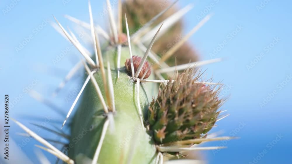 SLOW MOTION Closeup spikes of wild cactus shallow dof SLOW MOTION Closeup spikes of wild cactus shallow dof