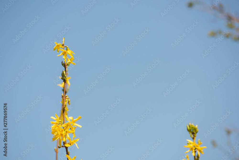 A branch forsythia with yellow flowers