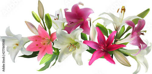 isolated white and pink lily flowers design