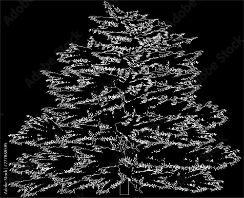 large larch tree outline isolated on black