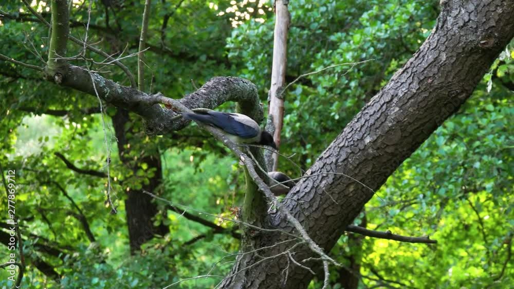 Hooded crow on the tree Hooded crow on the tree