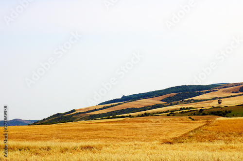 Gold wheat field. Beautiful landscape