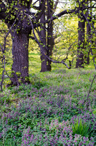 Fototapeta Naklejka Na Ścianę i Meble -  Blooming forest glade, fresh forest grass and small flowers