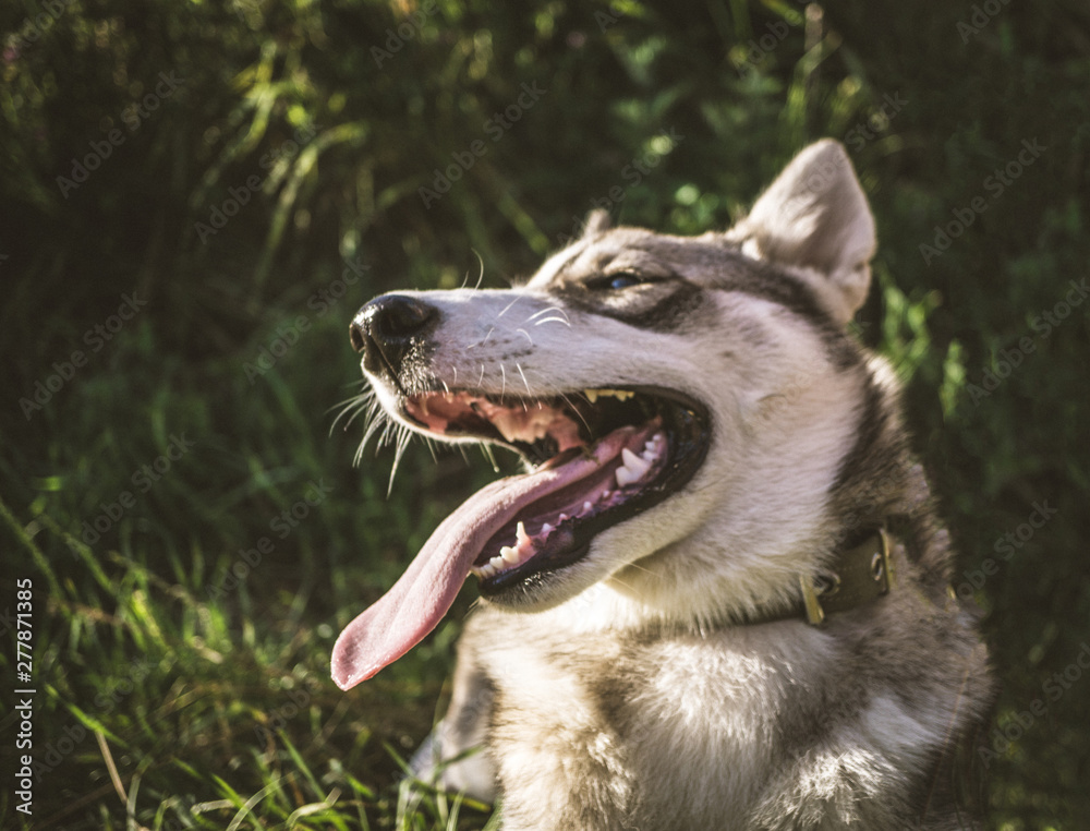 Closeup of the husky dog with open mouth and  with tongue sticking out laying in the grass. Summer, activity, lifestyle concept