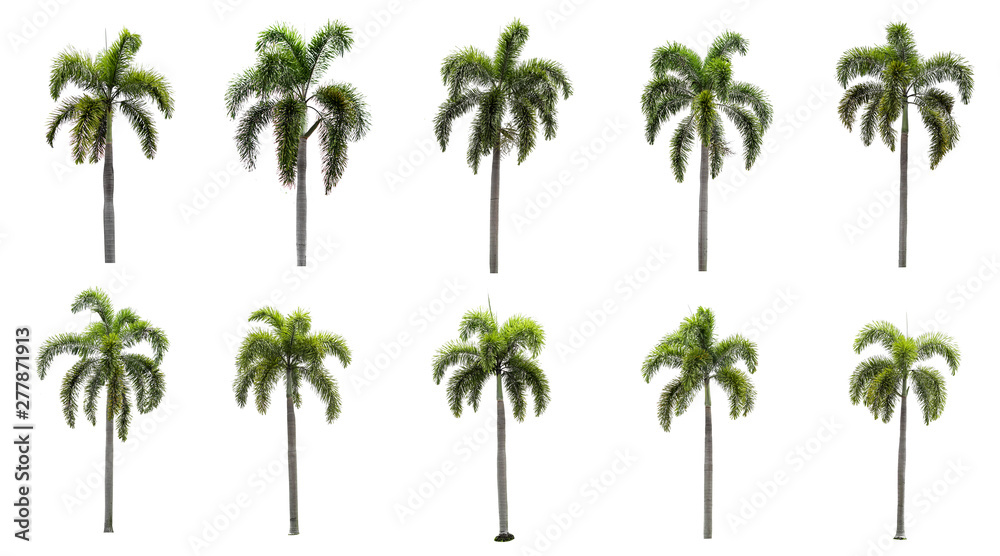 Ten palm tree collections on a white background