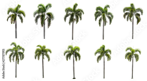 Ten palm tree collections on a white background