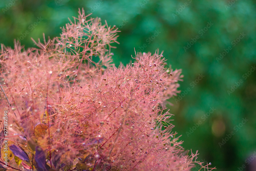 Outdoor spring, sassafras flower close-up,Cotinus coggygria Scop. var. pubescens Engl. Outdoor spring, sassafras flower close-up,Cotinus coggygria Scop. var. pubescens Engl.