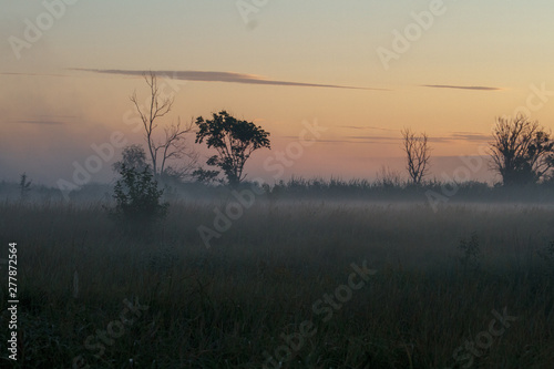 Fog landscape over a flower meadow  the first rays of dawn and dark silhouettes of trees against a brightening sky  selective focus