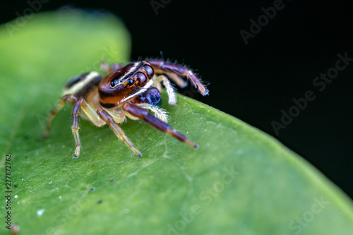 A female Opisthoncus sp. jumping spider - the Northern long-jawed jumper, hunting for prey on a leaf in tropical Queensland