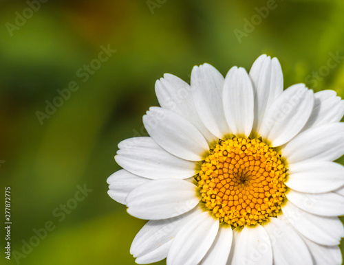 Oxeye Daisy Flower