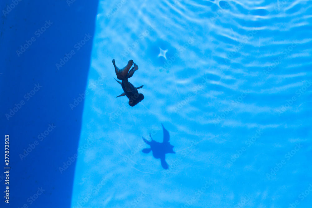 Obraz premium 黒い金魚