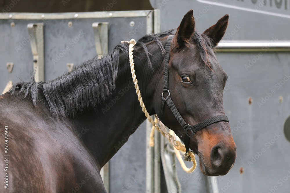 Fototapeta premium Beautiful young sport horse looking back in front of a special horse trailer before training