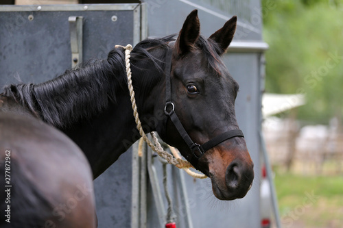 Thoroughbred sport horse standing next to an animal trailer