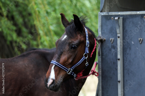 Beautiful young sport horse looking back in front of a special horse trailer before training