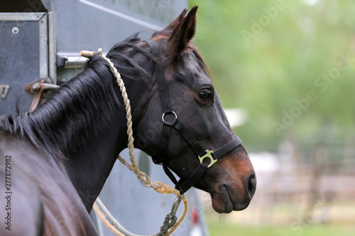 Slika na platnu Beautiful young sport horse looking back in front of a special horse trailer bef
