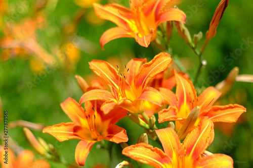 Flowers in the summer garden in the afternoon