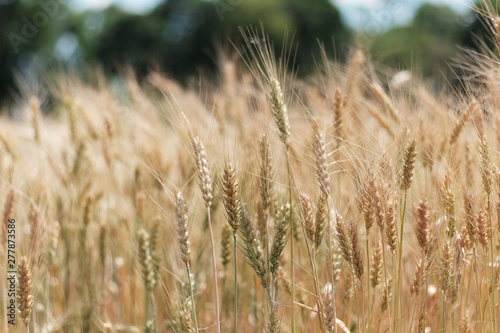Ripe wheat in the field