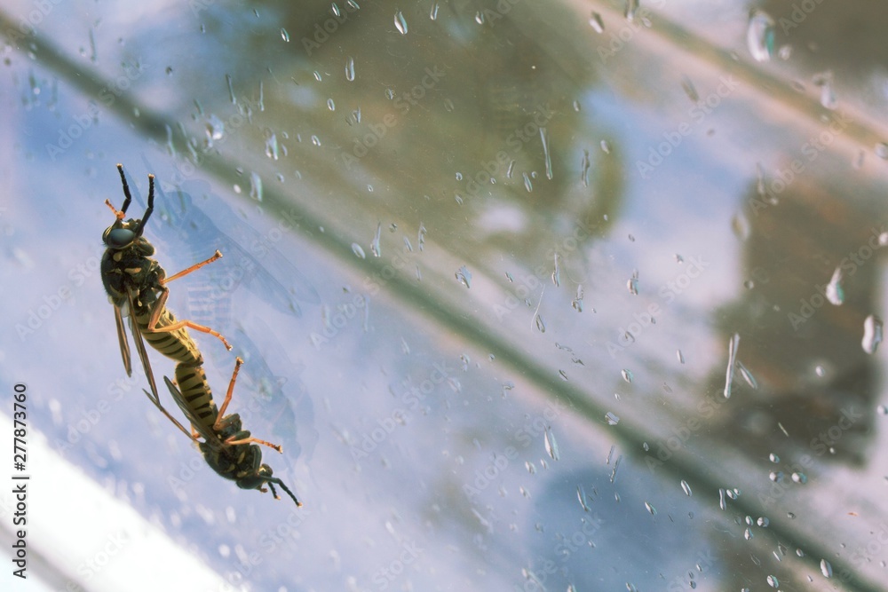 two wasps on the window glass engaged in reproduction3