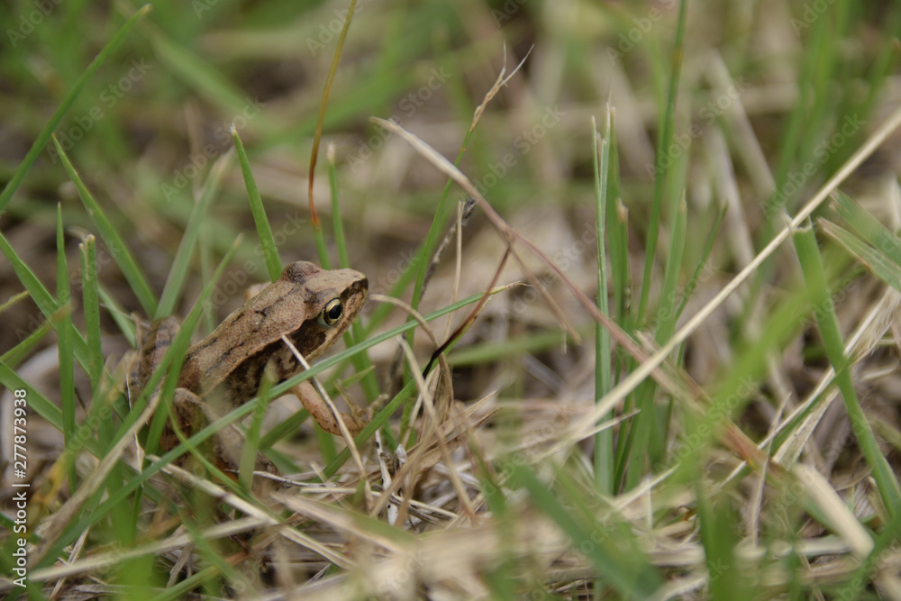 Japanese brown frog - Rana japonica. It is called “Nihon aka gaeru” in Japan. Japanese brown frog - Rana japonica. It is called “Nihon aka gaeru” in Japan.