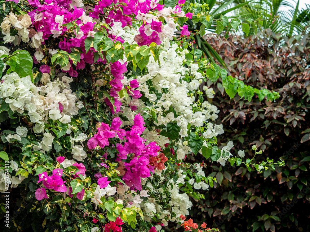Beautiful blooming bougainvillea. Magenta pink and white bougainvillea flowers