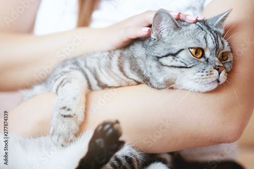 Woman at home holding and hug her lovely fluffy cat. Gray tabby cute kitten with yellow eyes. Pets, friendship, trust, love, and lifestyle concept. Friend of human. Animal lover. Close up.