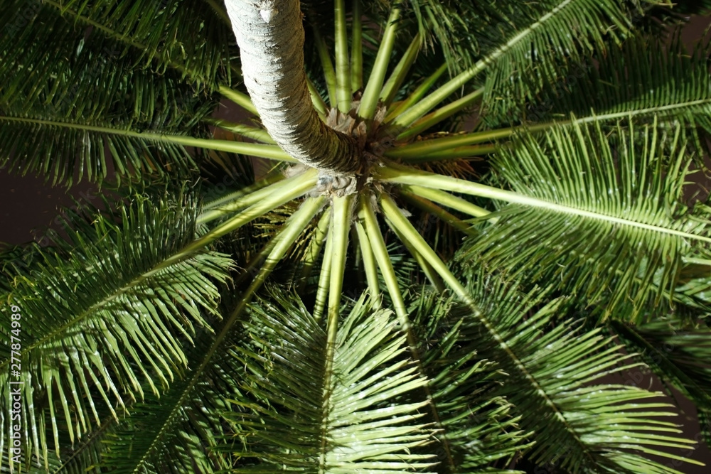 Fototapeta premium palm trees overhead