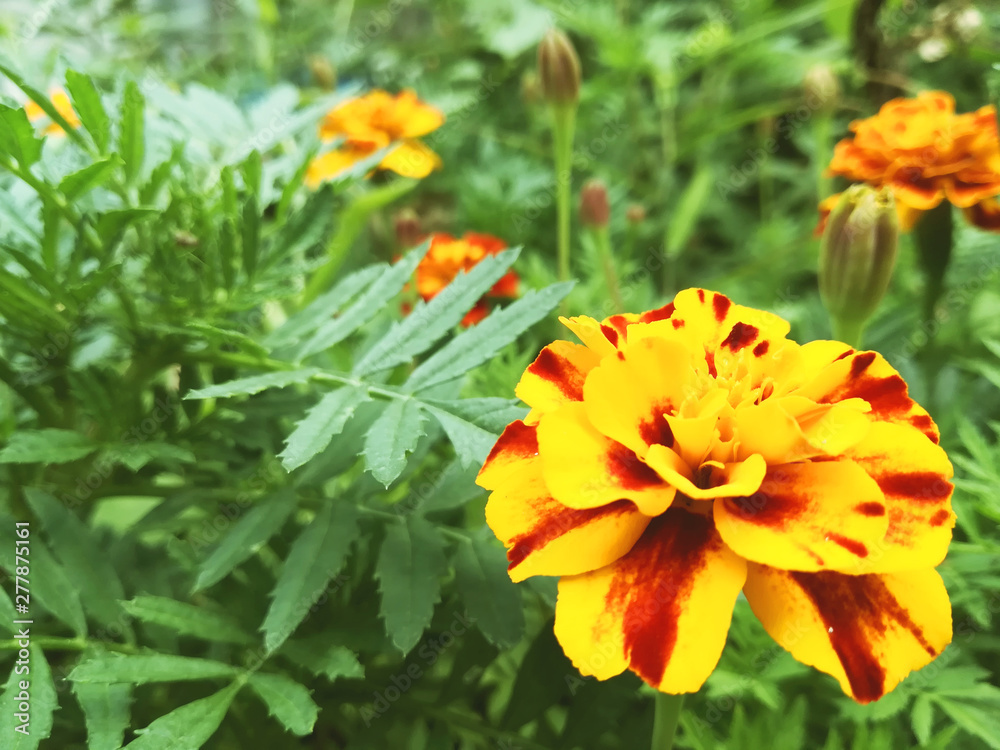 Fototapeta premium marigold flowers bloom in the summer garden on a sunny day. flower bed. Place for your text. bloom is beautiful. image is suitable for posters, pictures, cards, calendars