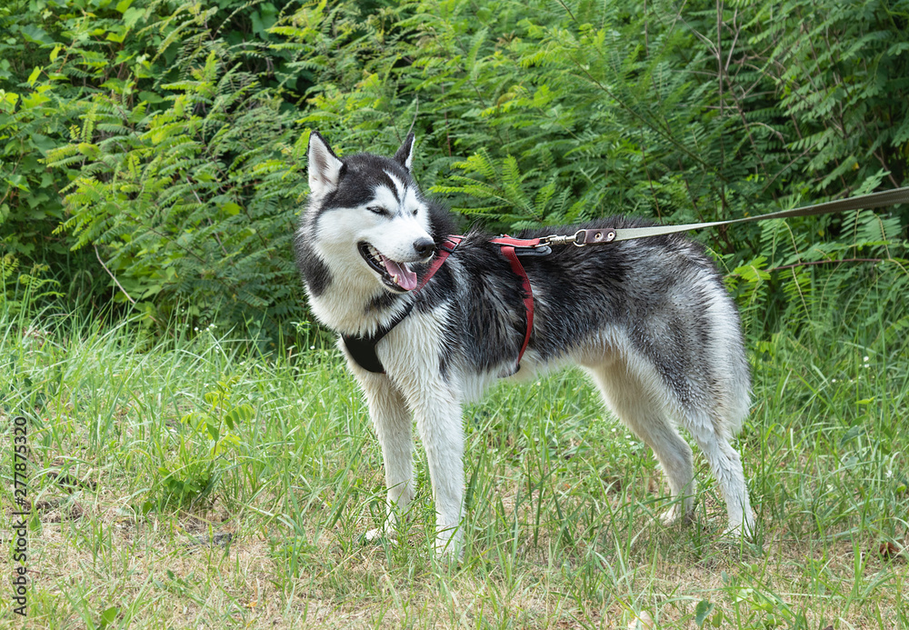 classic portrait of  dog training in nature, young Siberian husky on  leash