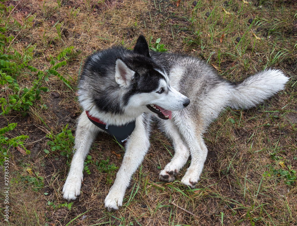 tired young Siberian husky resting on dry grass