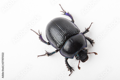 Foto Beetle dung macro white background