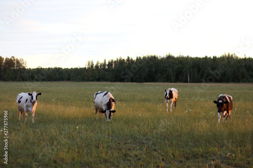 cows graze in a meadow near the forest. ecological pasture