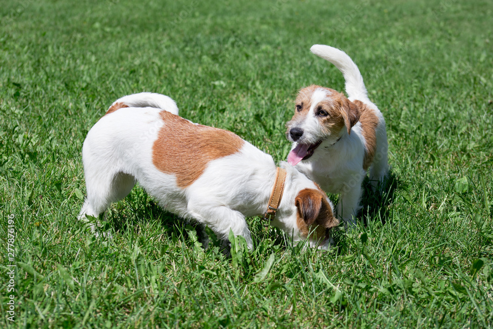 Two jack russell terrier puppy are playing in a green grass. Pet animals. Two jack russell terrier puppy are playing in a green grass. Pet animals.